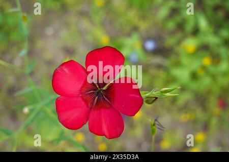 Linum grandiflorum .communément connu sous le nom de lin rouge lin rouge lin écarlate lin ou lin cramoisi. Fleurs sauvages du sud de la Californie . fleur rouge Banque D'Images