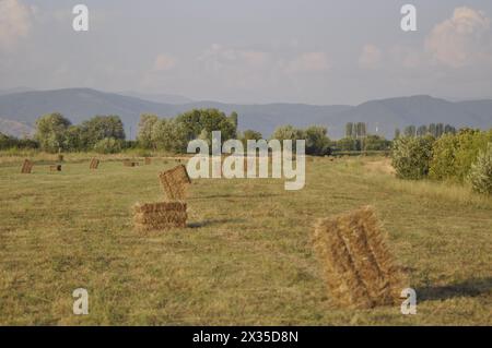 Balles de paille rectangulaires sur un champ après la récolte du grain Banque D'Images