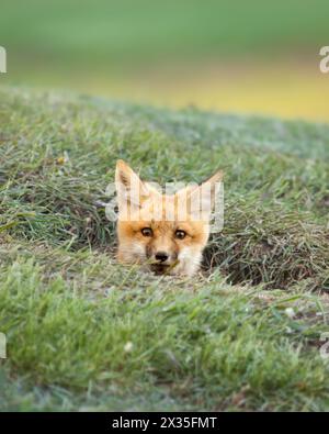 Fox Kit regardant hors du Den Banque D'Images