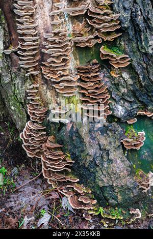 Couches de champignon de queue de dinde poussant sur un arbre mort à Vancouver, Canada. Banque D'Images