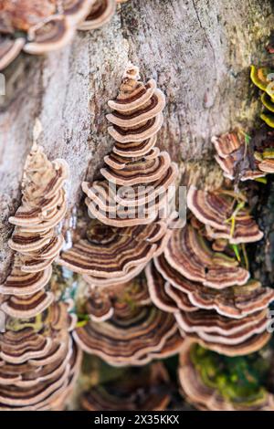 Couches de champignon de queue de dinde poussant sur un arbre mort à Vancouver, Canada. Banque D'Images