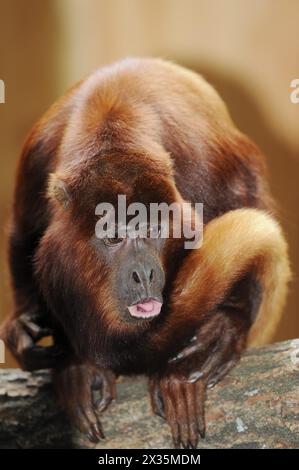 Hurleur rouge vénézuélien (Alouatta seniculus), captif, présent en Amérique du Sud Banque D'Images