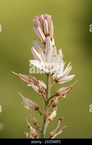 Asphodelus ramosus (Asphodelus ramosus), fleurs, Provence, France Banque D'Images