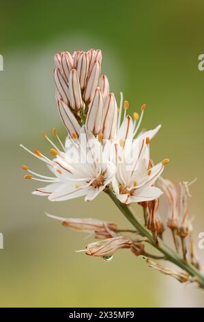 Asphodelus ramosus (Asphodelus ramosus), fleurs, Provence, France Banque D'Images