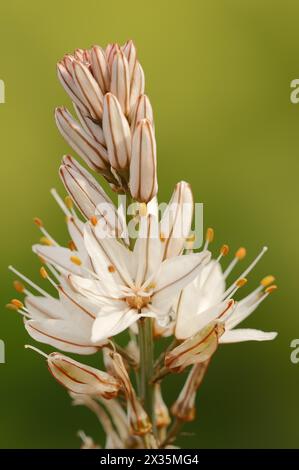 Asphodelus ramosus (Asphodelus ramosus), fleurs, Provence, France Banque D'Images