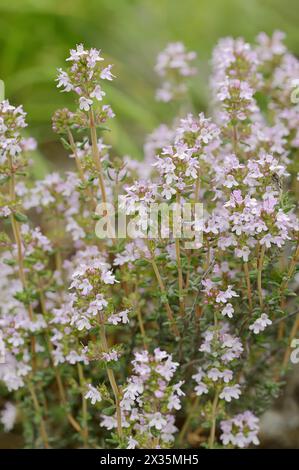 Thym commun (Thymus vulgaris), plante à fleurs, médicinale et aromatique, Provence, sud de la France Banque D'Images