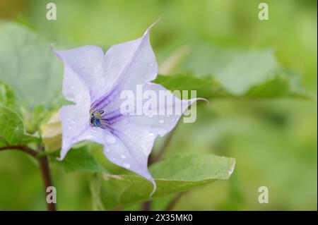 Trompette du diable (Datura metel), fleur, originaire d'Asie Banque D'Images