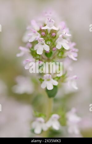 Thym commun (Thymus vulgaris), plante à fleurs, médicinale et aromatique, Provence, sud de la France Banque D'Images