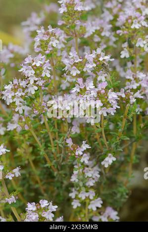 Thym commun (Thymus vulgaris), plante à fleurs, médicinale et aromatique, Provence, sud de la France Banque D'Images