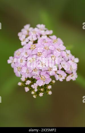 Yarrow à fleurs roses ou yarrow rouge pâle (Achillea roseoalba), Rhénanie du Nord-Westphalie, Allemagne Banque D'Images