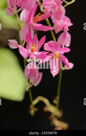 Vigne de corail ou nouilles mexicaines (Antigonon leptopus, Antigonon cinerascens), fleurs, originaires d'Amérique centrale Banque D'Images