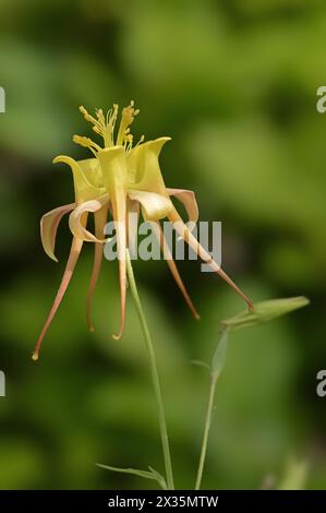 Columbine 'Tequila Sunrise' (Aquilegia skinneri), fleur, originaire d'Amérique centrale, plante ornementale, Rhénanie du Nord-Westphalie, Allemagne Banque D'Images