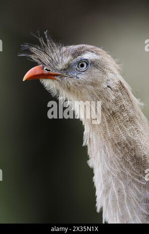 Seriema à pattes rouges (Cariama cristata), portrait, captif, occurrence en Amérique du Sud Banque D'Images