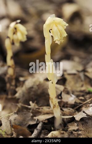 Asperges d'épinette (Monotropa hypopitys, Hypopitys monotropa), Rhénanie du Nord-Westphalie, Allemagne Banque D'Images