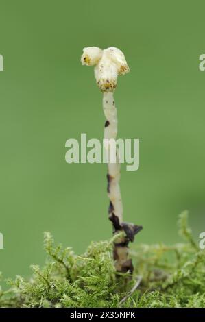 Asperges d'épinette (Monotropa hypopitys, Hypopitys monotropa), Rhénanie du Nord-Westphalie, Allemagne Banque D'Images