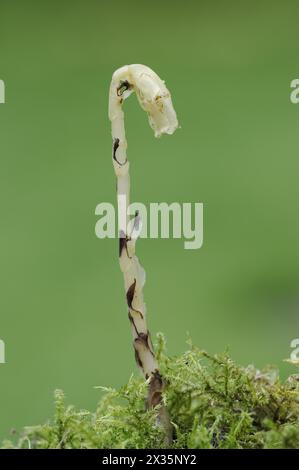 Asperges d'épinette (Monotropa hypopitys, Hypopitys monotropa), Rhénanie du Nord-Westphalie, Allemagne Banque D'Images