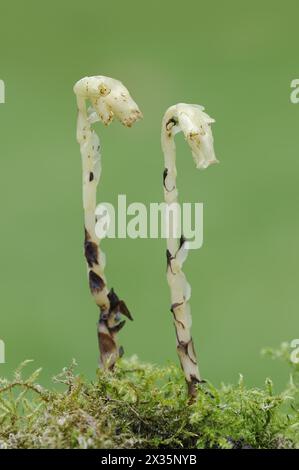 Asperges d'épinette (Monotropa hypopitys, Hypopitys monotropa), Rhénanie du Nord-Westphalie, Allemagne Banque D'Images