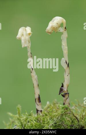 Asperges d'épinette (Monotropa hypopitys, Hypopitys monotropa), Rhénanie du Nord-Westphalie, Allemagne Banque D'Images