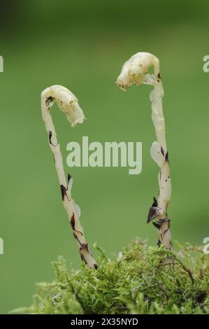 Asperges d'épinette (Monotropa hypopitys, Hypopitys monotropa), Rhénanie du Nord-Westphalie, Allemagne Banque D'Images