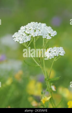 Yarrow commun ou yarrow commun (Achillea millefolium), Rhénanie du Nord-Westphalie, Allemagne Banque D'Images