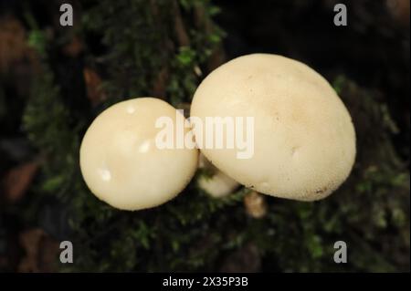 Plumeau de poire ou boviste de poire (Apioperdon pyriforme, Lycoperdon pyriforme), Rhénanie du Nord-Westphalie, Allemagne Banque D'Images