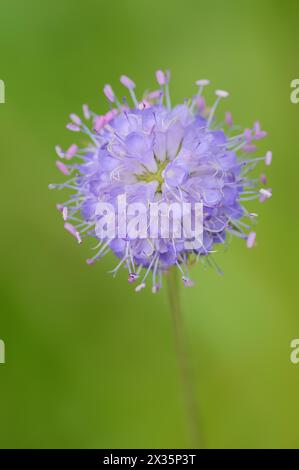 Succisa pratensis, Scabiosa succisa, fleur, Bavière, Allemagne Banque D'Images