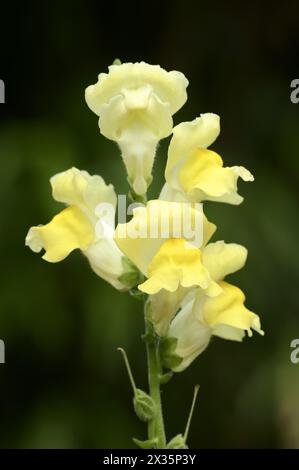 Grand snapdragon ou snapdragon commun de jardin (Antirrhinum majus), fleurs, plante ornementale, Rhénanie du Nord-Westphalie, Allemagne Banque D'Images