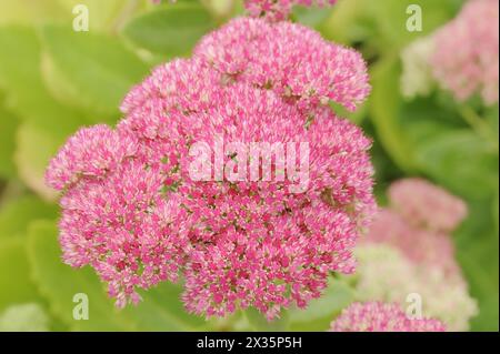 Floraison de caillou (Sedum spectabile), plante ornementale, Rhénanie du Nord-Westphalie, Allemagne Banque D'Images