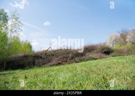 Haie de Deadwood dans un pré, conservation pratique de la nature, lieu de nidification et site de recherche d'oiseaux et d'insectes, Duesseldorf, Nord Banque D'Images