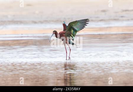 Un oiseau ibis au visage blanc avec de magnifiques plumes battant ses ailes pendant la saison de reproduction haute en couleur au printemps. Banque D'Images