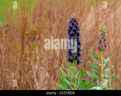 Fritillaria persica, Fritilllaria persica, plante de lis, Berlin, Allemagne Banque D'Images