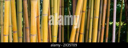 Bambou jaune brut, Phyllostachys aureosulcata, région du lac de Constance, Bade-Wuertemberg, Allemagne Banque D'Images