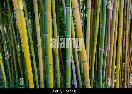 Bambou jaune brut, Phyllostachys aureosulcata, région du lac de Constance, Bade-Wuertemberg, Allemagne Banque D'Images