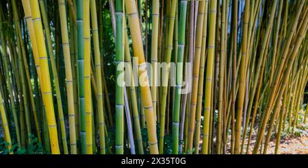 Bambou jaune brut, Phyllostachys aureosulcata, région du lac de Constance, Bade-Wuertemberg, Allemagne Banque D'Images