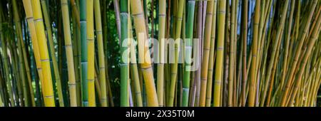 Bambou jaune brut, Phyllostachys aureosulcata, région du lac de Constance, Bade-Wuertemberg, Allemagne Banque D'Images