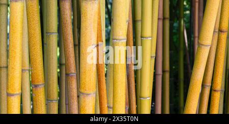 Bambou jaune brut, Phyllostachys aureosulcata, région du lac de Constance, Bade-Wuertemberg, Allemagne Banque D'Images