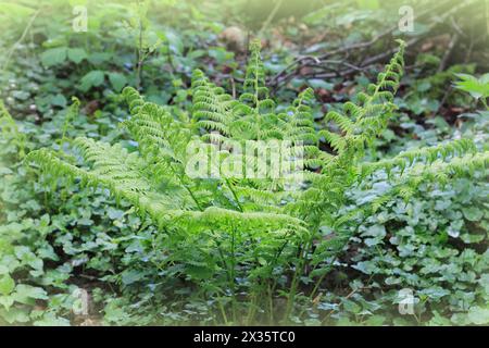 Dame fougère (Athyrium filix-femina), Rhénanie du Nord-Westphalie, Allemagne Banque D'Images