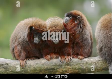 Singe sauteur rouge ou titi rouge (Plecturocebus cupreus, Callicebus cupreus), captif, présent au Brésil et au Pérou Banque D'Images