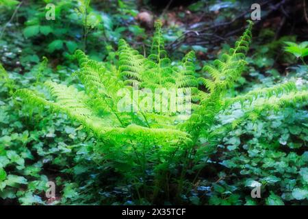 Dame fougère (Athyrium filix-femina), aliénation Rhénanie du Nord-Westphalie, Allemagne Banque D'Images