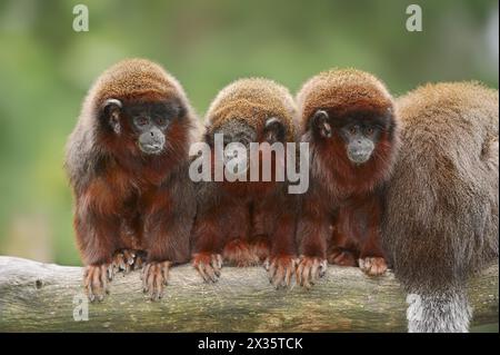 Singe sauteur rouge ou titi rouge (Plecturocebus cupreus, Callicebus cupreus), captif, présent au Brésil et au Pérou Banque D'Images