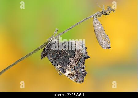 Petit écaille de tortue (Nymphalis urticae, Aglais urticae), fraîchement éclos, Rhénanie du Nord-Westphalie, Allemagne Banque D'Images