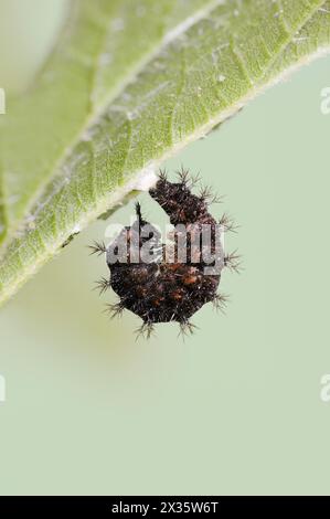 Carte papillon (Araschnia levana), chenille commence à naître, Rhénanie du Nord-Westphalie, Allemagne Banque D'Images