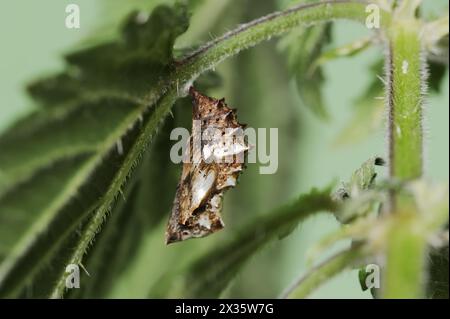 Carte papillon (Araschnia levana), Pupa, Rhénanie du Nord-Westphalie, Allemagne Banque D'Images