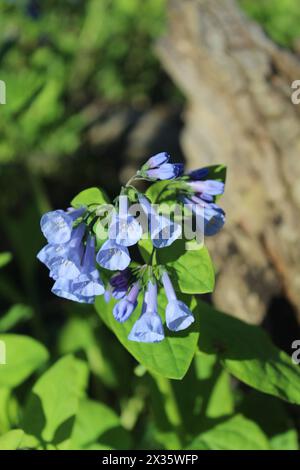 Virginia bluebells à préparé Paul Woods à Morton Grove, Illinois avec une bûche en arrière-plan Banque D'Images