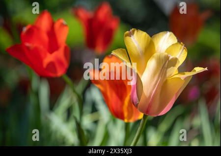 Tulipes jaunes et rouges fleurissant dans un jardin printanier. Banque D'Images
