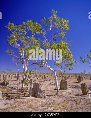 Des eucalyptus fantômes et des termites montent des fourmis dans l'outback du Queensland, en Australie. Banque D'Images