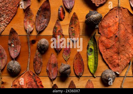 Les feuilles d'automne background Banque D'Images