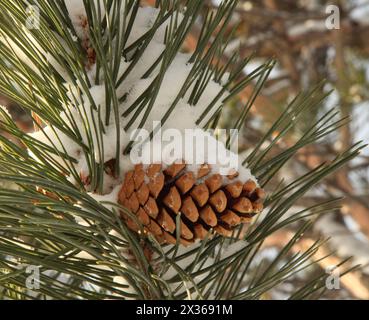 Gros plan de neige fraîche sur un cône de pin (Pinus) sur une branche d'arbre dans le Montana Banque D'Images