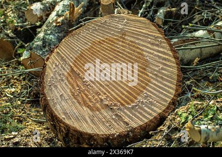 Coupez les troncs d'un pin commun sur un site d'exploitation forestière, sciez-les. La structure du bois est visible (aubier, noyau, etc.) Banque D'Images