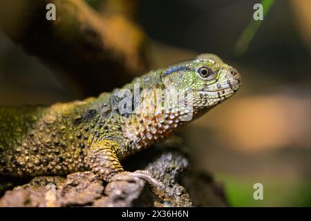 Un lézard crocodile chinois (Shinisaurus crocodilurus) reposant sur une bûche, zoo à Vienne (Autria) Banque D'Images